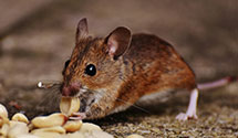 24 Hour & Emergency Exterminators in Wood Dale, IL